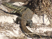 Water Monitor Water Monitor
